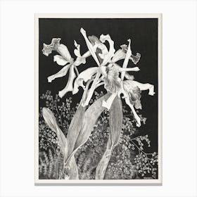 Orchids (1900), Theo Van Hoytema Canvas Print