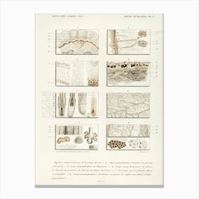 Collection Of Hand Drawing Of Human Skin Structure, Charles Dessalines D'Orbigny Canvas Print