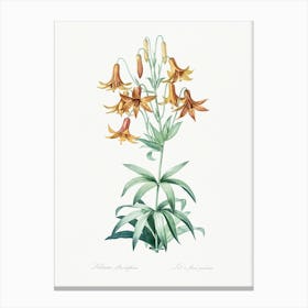 Canada Lily, Pierre Joseph Redoute Canvas Print