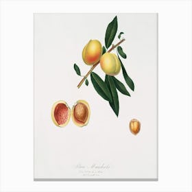 Peach (Persica Amygdalus) From Pomona Italiana (1817 1839), Giorgio Gallesio Canvas Print