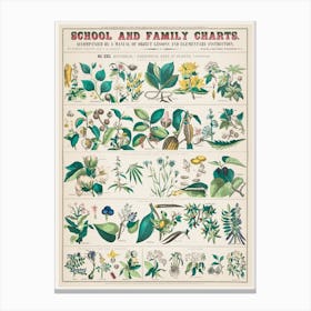 School And Family Charts, No Xxii Canvas Print