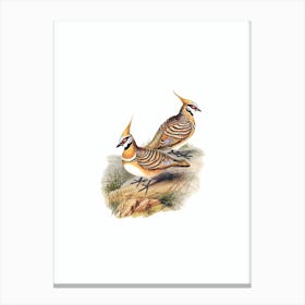 Vintage White Bellied Bronzewing Bird Illustration on Pure White n.0282 Canvas Print