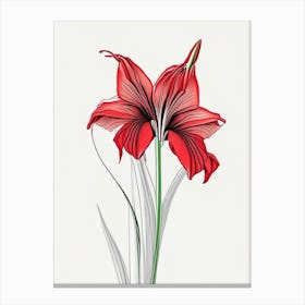 Amaryllis Floral Minimal Line Drawing 2 Flower Canvas Print