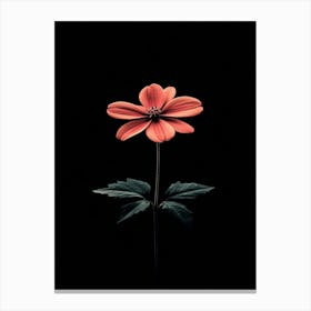 Flower On A Black Background 8 Canvas Print