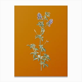 Vintage Spanish Clover Bloom Botanical on Sunset Orange n.0924 Canvas Print