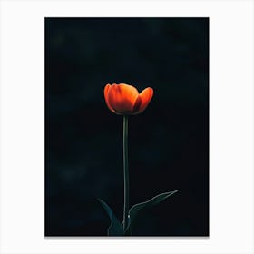 Single Tulip 3 Canvas Print