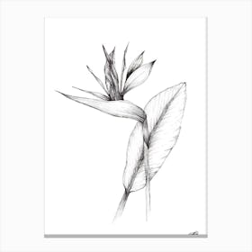Black and White South African Strelitzia Canvas Print