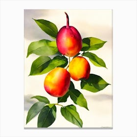 Mangosteen Italian Watercolour fruit Canvas Print