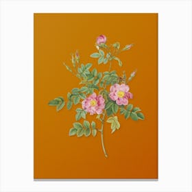 Vintage Pink Rosebush Bloom Botanical on Sunset Orange n.0670 Canvas Print