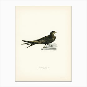The Common Swift, The Von Wright Brothers Canvas Print