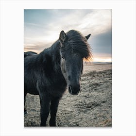 Black Pony 1 Canvas Print