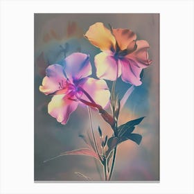 Iridescent Flower Phlox 1 Canvas Print