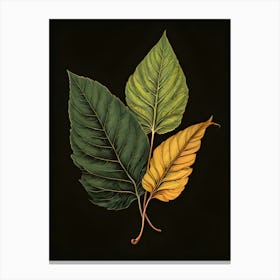 Three Leaves On A Black Background 1 Canvas Print