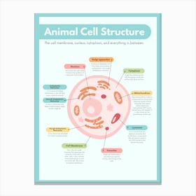 Animal Cell Structure Canvas Print