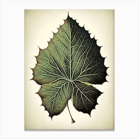 Sycamore Leaf Vintage Botanical 5 Canvas Print