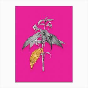 Vintage Commelina Zanonia Black and White Gold Leaf Floral Art on Hot Pink n.0996 Canvas Print