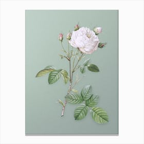 Vintage White Provence Rose Botanical Art on Mint Green n.0143 Canvas Print