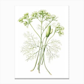 Fennel Vintage Botanical Herbs 1 Canvas Print
