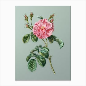 Vintage Pink Wild Rose Botanical Art on Mint Green n.0252 Canvas Print