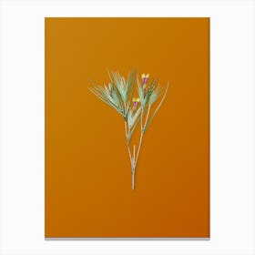 Vintage Witsenia Maura Botanical on Sunset Orange Canvas Print