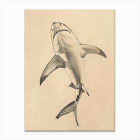 Bigeye Thresher Shark Vintage Illustration 1 Canvas Print
