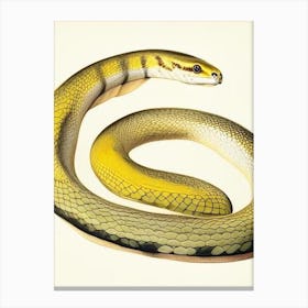 Yellow Bellied Snake Vintage Canvas Print