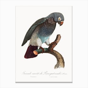 The Grey Parrot, From Natural History Of Parrots, Francois Levaillant Canvas Print