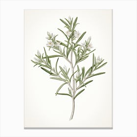 Rosemary Vintage Botanical Herbs 1 Canvas Print