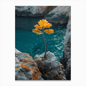 Tree Growing On A Rock 1 Canvas Print