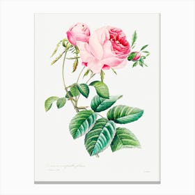 Cabbage Rose, Pierre Joseph Redoute (7) Canvas Print