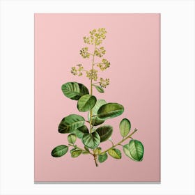 Vintage European Smoketree Botanical on Soft Pink n.0810 Canvas Print