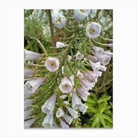 Bush flowers Canvas Print