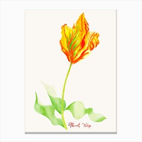 Parrot Tulip Painting 2 Canvas Print