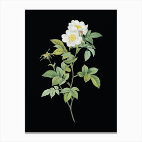 Vintage White Anjou Roses Botanical Illustration on Solid Black n.0431 Canvas Print