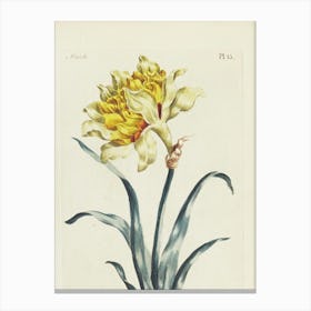 Daffodil Canvas Print