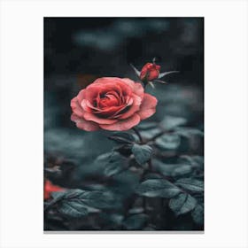 Rose In The Dark 23 Canvas Print