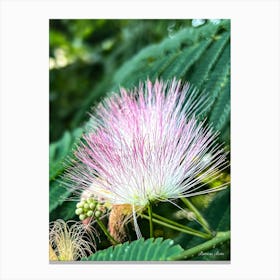 Flower From A Flowering Tree Canvas Print