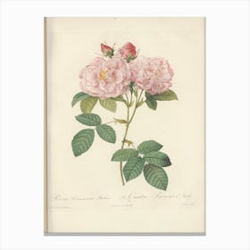 Rose Illustration, Pierre Joseph Redoute (16) Canvas Print