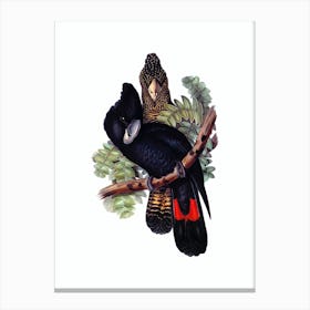 Vintage Great Billed Black Cockatoo Bird Illustration on Pure White n.0184 Canvas Print