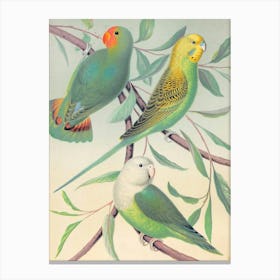 Vintage Three Parrots On A Branch Canvas Print