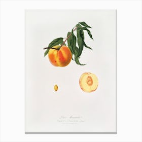 Peach (Prunus Persica) From Pomona Italiana (1817 1839), Giorgio Gallesio 2 Canvas Print