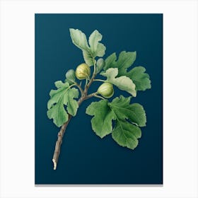 Vintage Fig Botanical Art on Teal Blue 3 Canvas Print