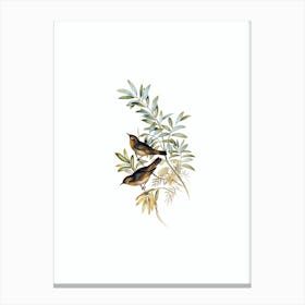 Vintage Grey Breasted Zosterops Bird Illustration on Pure White n.0257 Canvas Print