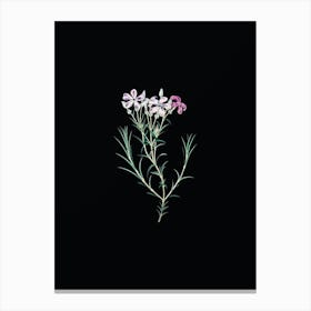 Vintage Shewy Phlox Flower Branch Botanical Illustration on Solid Black n.0786 Canvas Print