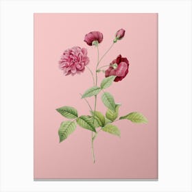 Vintage China Rose Botanical on Soft Pink n.0714 Canvas Print