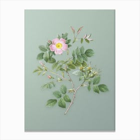Vintage Malmedy Rose Botanical Art on Mint Green n.0411 Canvas Print