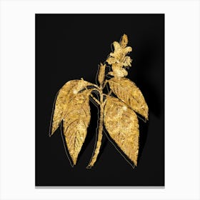 Vintage Malabar Nut Botanical in Gold on Black n.0361 Canvas Print