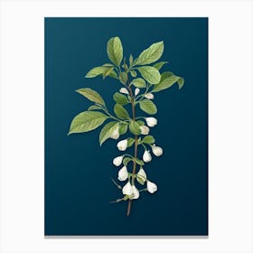 Vintage Mountain Silverbell Botanical Art on Teal Blue n.0401 Canvas Print