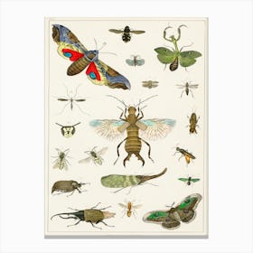 Collection Of Various Insects, Oliver Goldsmith Canvas Print