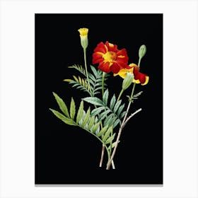 Vintage Mexican Marigold Botanical Illustration on Solid Black n.0048 Canvas Print